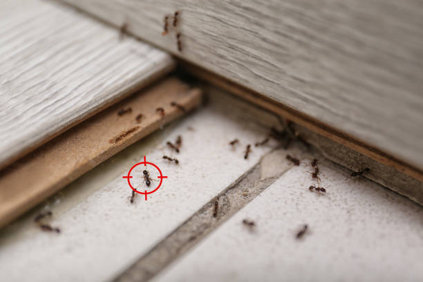 Best Insect Control  in Ashville, OH