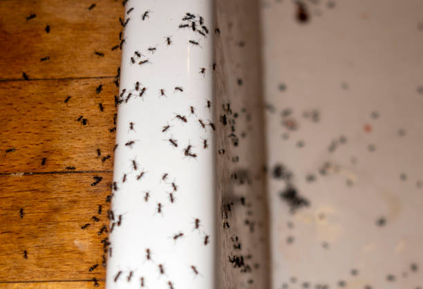 Best Best Pest Control Companies  in Ashville, OH