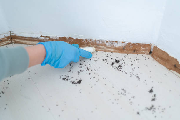 Best Residential Pest Control  in Ashville, OH